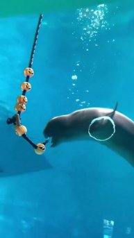 ДЕЛЬФИН КУРИТ КАЛЬЯН #смешноевидео