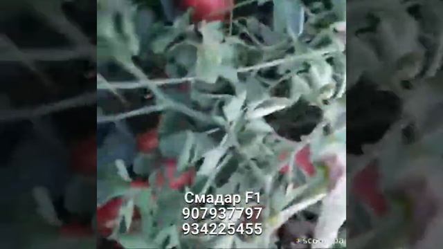 Смадар F1 помидор Smadar F1