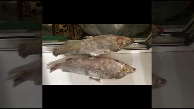 28 ФЕВРАля 2025г..mp4