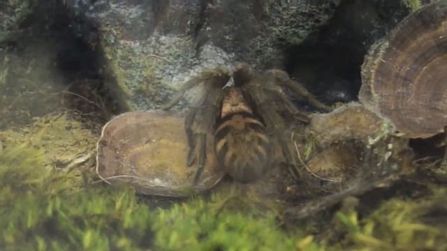 Costa Rican Tiger Rump tarantula