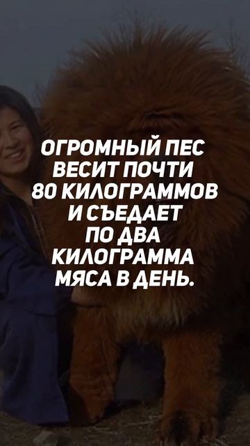 Самая большая собака в мире #песгигант #самаябольшаясобака
