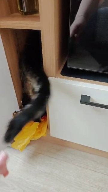 бандит , что то ищет в пакетах