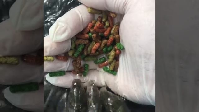 Ручные карпы