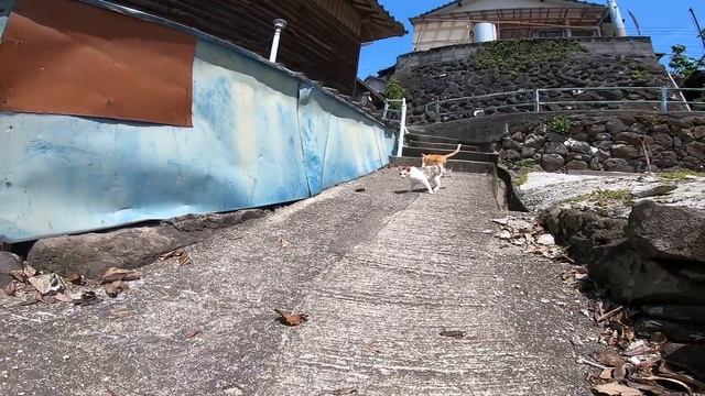 路地裏の空地に行ったら野良猫の溜まり場だった