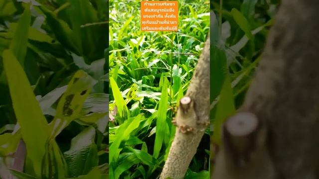 #ทุเรียนไทย #durianrider #durian #foryou #viral