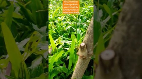 #ทุเรียนไทย #durianrider #durian #foryou #viral