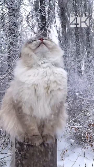 Every meow, every gaze, a testament to the unmatched beauty that lies within our beloved