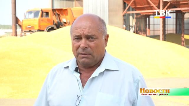 «Нам ещё молотить и молотить». Хозяйства Искитимского района убирают яровую пшеницу и рапс