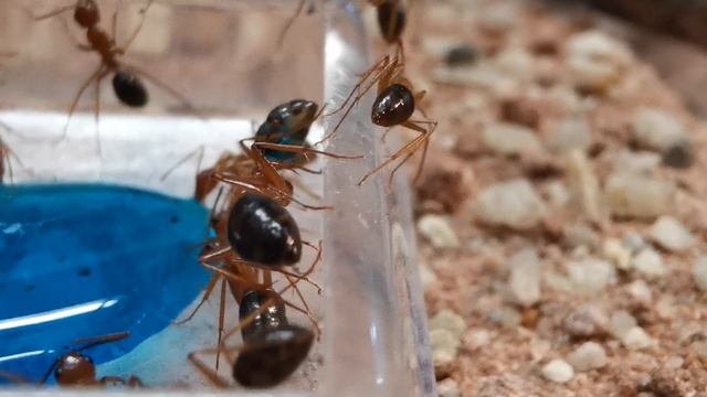 Camponotus floridanus Invertzucker mit blauer Lebensmittelfarbe