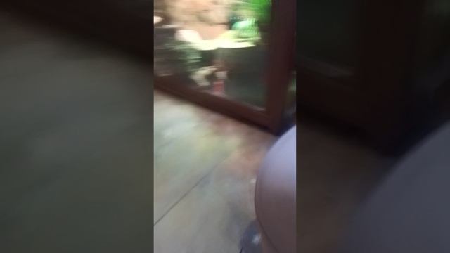 VID_20250215_154808.mp4