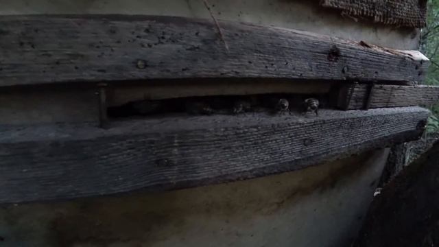 ПОЕХАЛ ЗА ЧЕТЫРЬМЯ РОЯМИ ПОЙМАНЫХ В ЛОВУШКУ, ПРИВЁЗ И ПОКУСАЛИ.