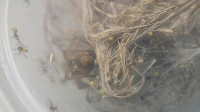 Cheiracanthium punctorium - самиця з павучками