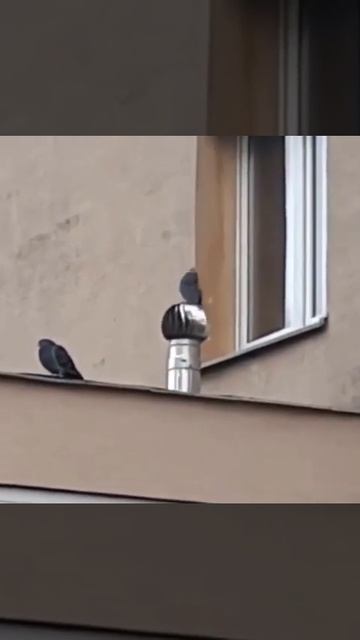 голубь смешно крутится
