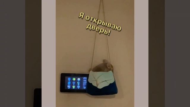 Раздался дверной звонокаНадо открыть дверь 🚪 🤣🤣😅 #шиншилла