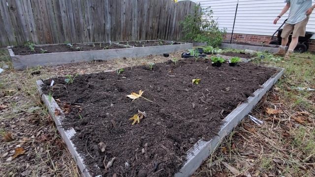 Garden Winners and Losers Zone 7B Virginia | Planting Our Fall Garden