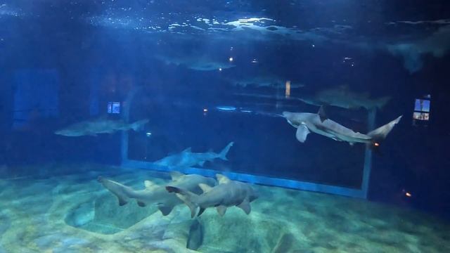 Oarai Aquarium 大洗水族館