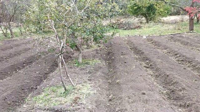 2021-10-13 - Грядки под клубнику в саду. Агролесоводство