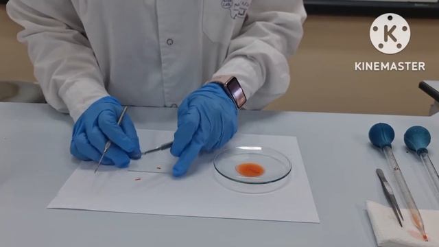 إعداد شريحه لمهروس قمة جذر نبات البصل بهدف مشاهدة الانقسام المتساوي( الانقسام الميتوزي)