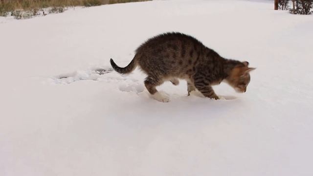 первый снег для кота
