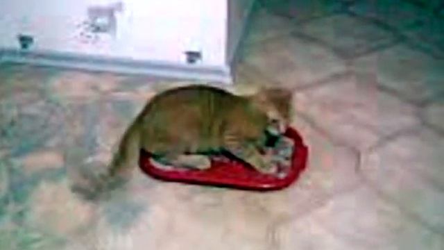 кот и туалет