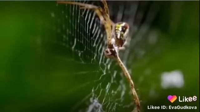 Самка паука порша