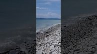 Пикник на море, Сосновая роща.