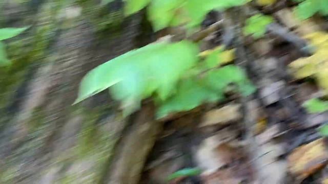 2020 Ginseng... *I FOUND THE BIGGEST PLANT I'VE EVER SEEN*