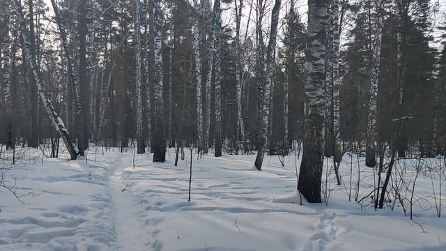 Утром в лесу: СВО 🇷🇺 - ждём удара от Зеленского? Последние выдохи. Трамп - это делец, белый янки