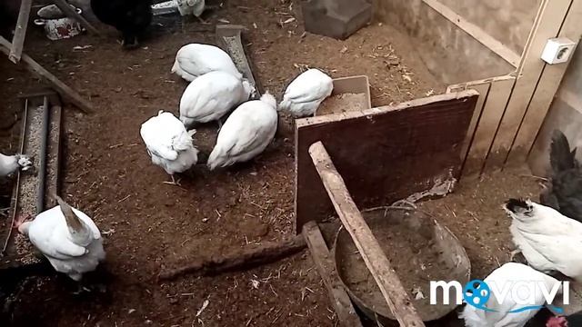 Методы борьбы с крысами и мышками🐭🐁🐀🤔
