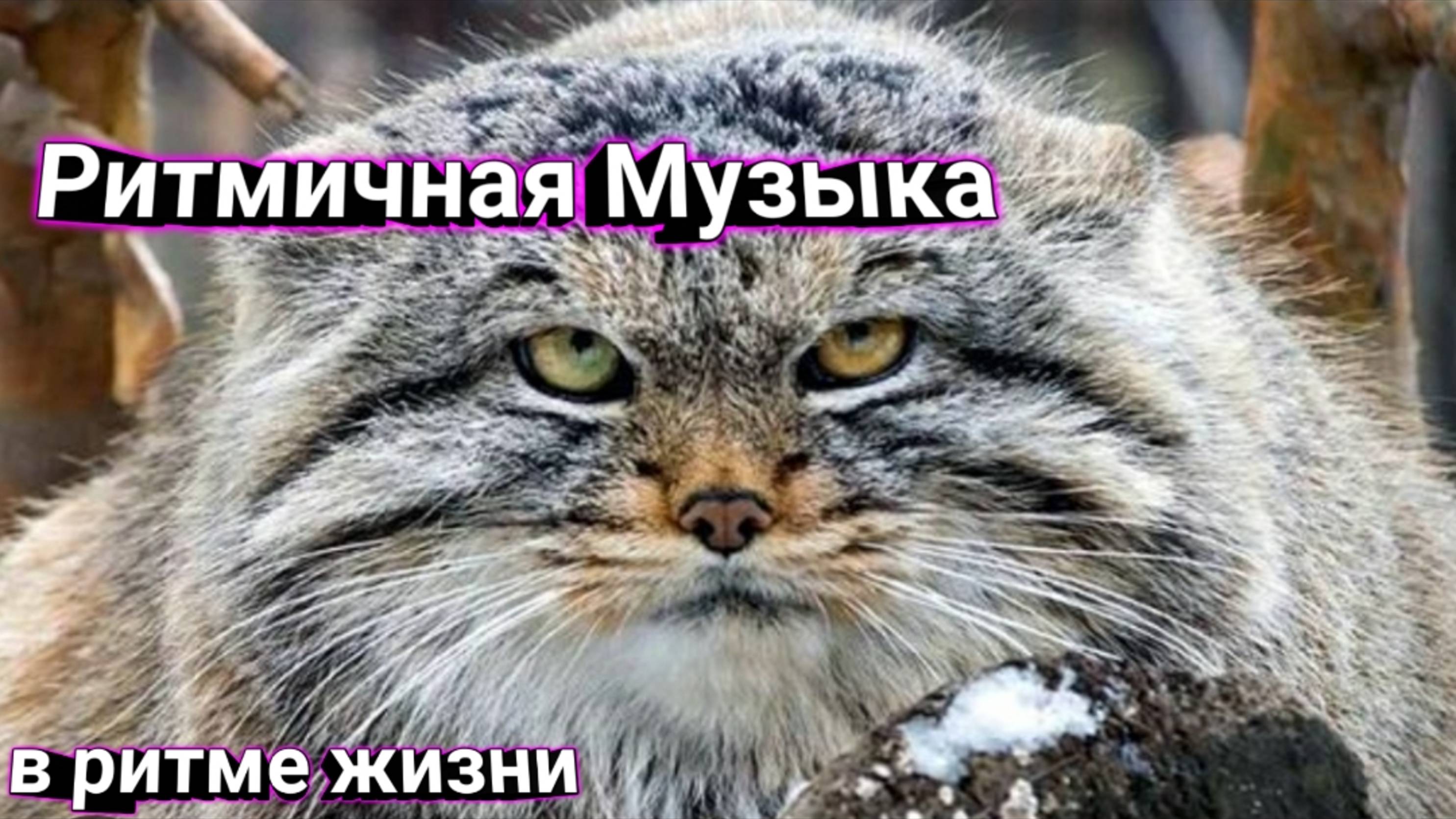 Ритмичная музыка / музыка в движение