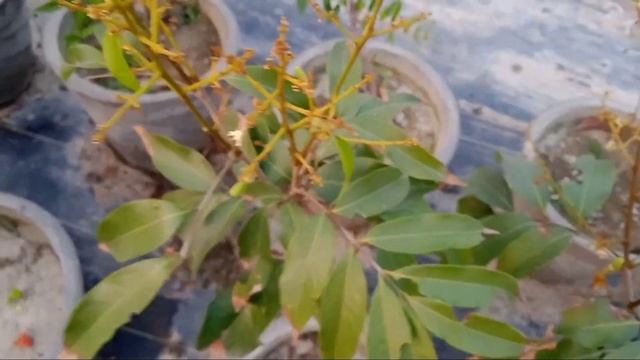 HOW TO GROW LITCHI PLANT IN A POT || Rare Variety litchi fruit plant || लीची का पौधा गमले में