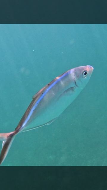 Bar Jack #fish #coral #reef #underwater
