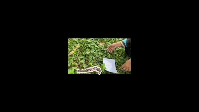 Praktikum IPA di SD tentang Ciri-ciri makhluk hidup