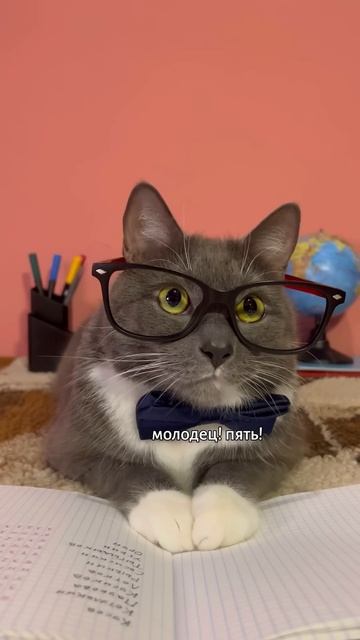 КОТИКИ В ШКОЛЕ - СУП