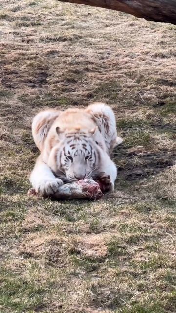 Очень вкусный ужин для тигра