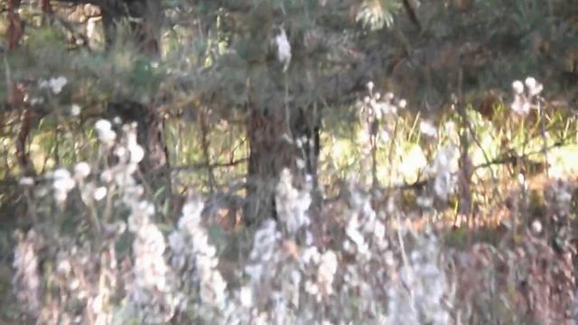 Натаска английского сеттера EDO od RACE по вальдшнепу