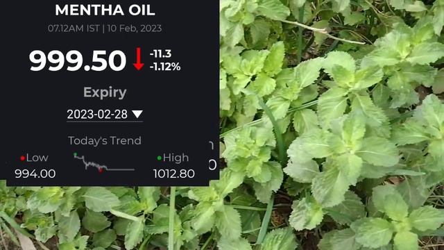 11 febuary 2023 piprment oil rate today||आज शिबाली भाव|11 फरबरी 2023 Mentha price