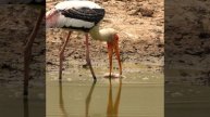 Painted Stork with a Dead Fish
