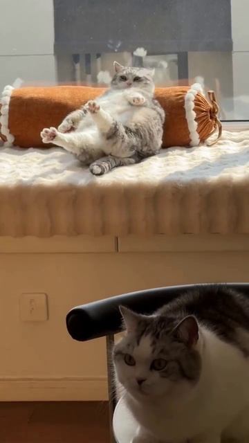 Потягивающийся толстый котик