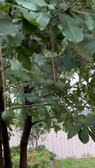 Macadamia nut tree