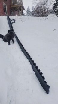 Fox catching snowballs