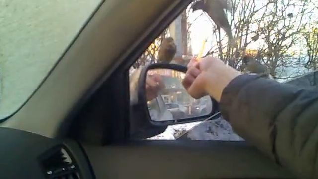 картошка Mc'Donalds и воробьи