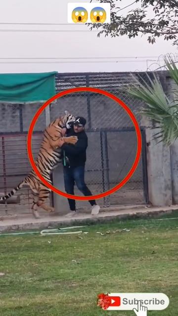 TIGER ATTACK ON MAN|🔥😱😱🤯 #shorts #shortvideo #short