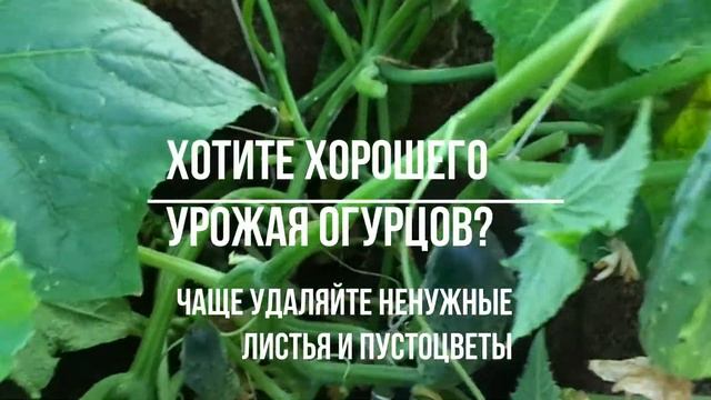 Три совета про огурцы в бочках.