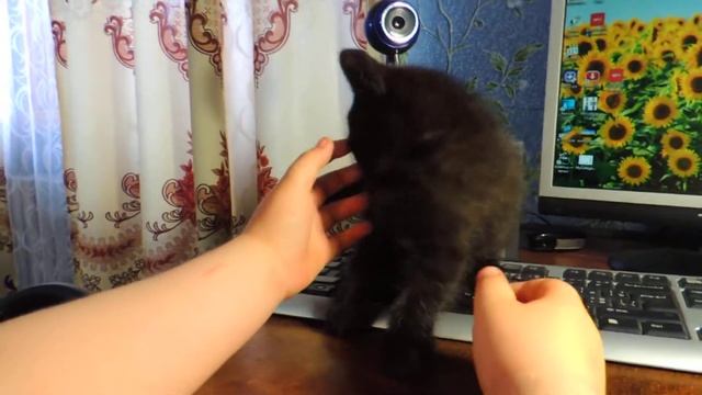 Обзор котенка ,,Пончик"
