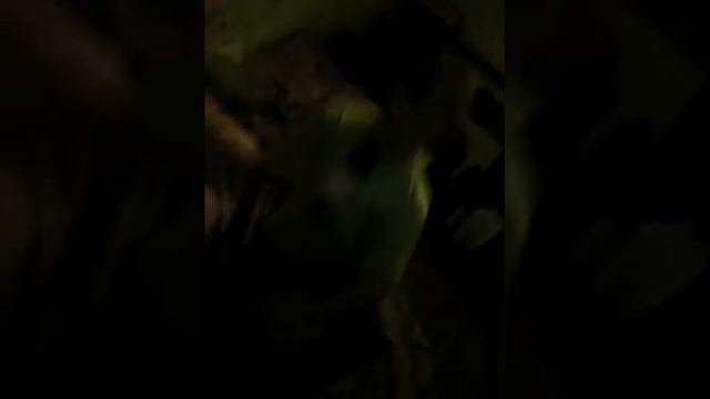 Фанера Грибы Копы