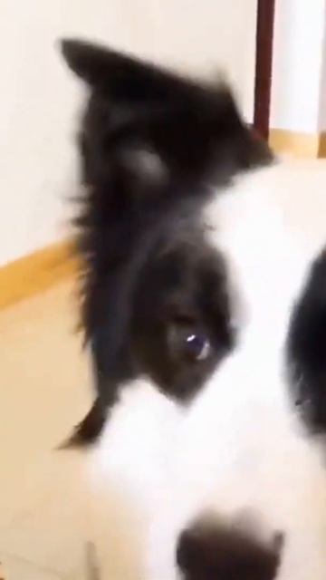 Dog Hates Durian Smell ! very cute reaction #short