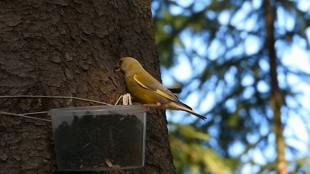 №5190 25 05 2024 Белка и птицы в лесу