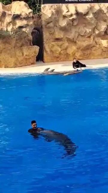 Dolphins Enjoy Playing#shortvedio#shortbeta