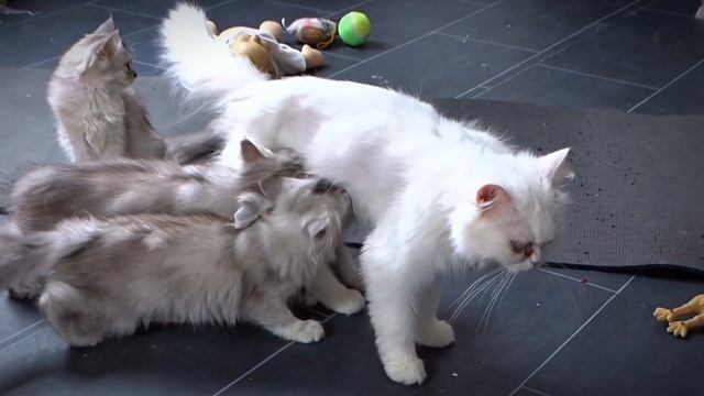 Single mom to a battalion of hungry ragdolls kittens  ..see what happened